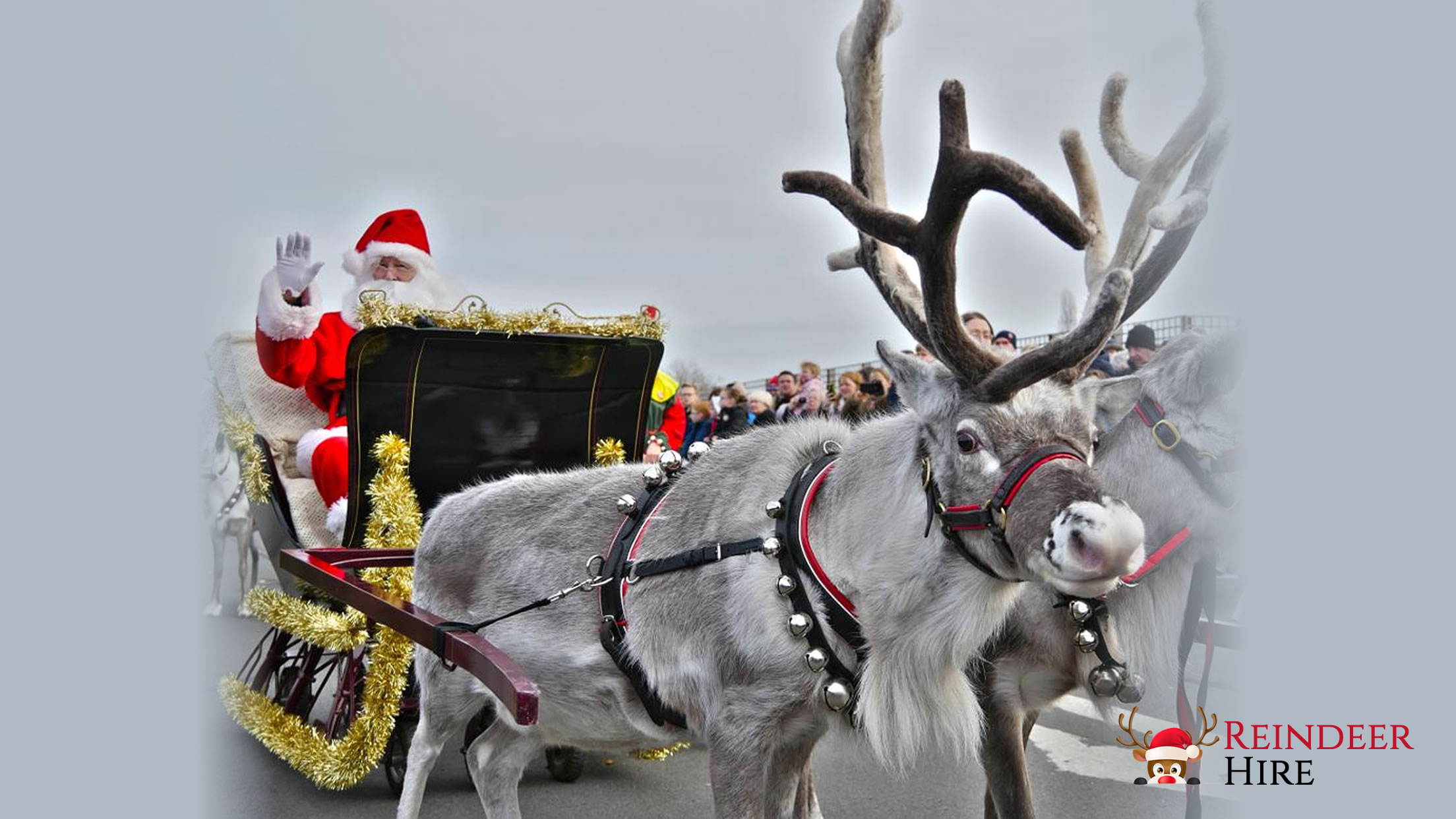 Reindeer Hire